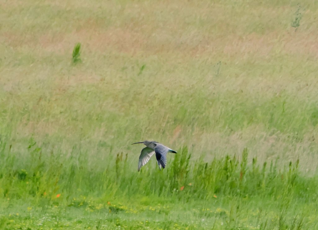 pewileman's tweet photo. The distant, rather grainy image of this #Curlew on the wing, seems to capture the rather other-worldly essence of this enigmatic bird. N Yorks. #birdphoto #birdphotography #BirdsOfTwitter #NaturePhotography https://t.co/aPdyFWGuGn