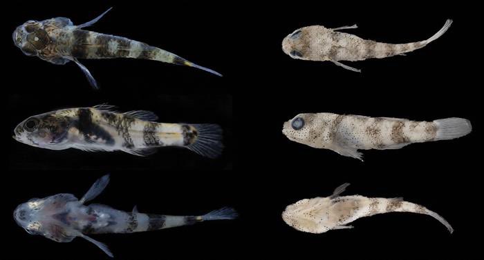 jenniekimbrasil's tweet photo. UAU! Pesquisadores da universidade chinesa Sun Yat-sen em parceria com instituições colaboradoras, descobriram uma nova espécie de peixe zangão (bumblebee goby) na Ilha Hengqin e o nomearam de #JENNIE.

“A espécie foi chamada de ‘Brachygobius Jennie’, comumente conhecida como ‘Jennie's Bumblebee Goby’, em homenagem à cantora sul-coreana Jennie Ruby Jane. Jiangyan Tian, que descobriu o peixe, explicou: “Ouvir as músicas de Jennie Ruby Jane durante meus estudos foi uma fonte constante de inspiração. Nomear essa espécie em homenagem a ela é a minha maneira de reconhecer a influência positiva que ela teve no meu trabalho.”

🔗: https://t.co/10chc0MmBG

#제니 @jennierubyjane
