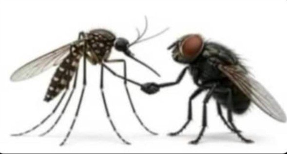 RonShots2lg's tweet photo. What a party.
Mosquitoes handing over to houseflies.

06pm-05am                      05am-06pm https://t.co/L1jpvyJCQb
