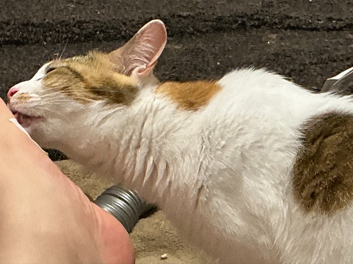 cellbururu's tweet photo. 舐めたらあかん
それはわいの足の裏やで https://t.co/pBUlgKkD5M
