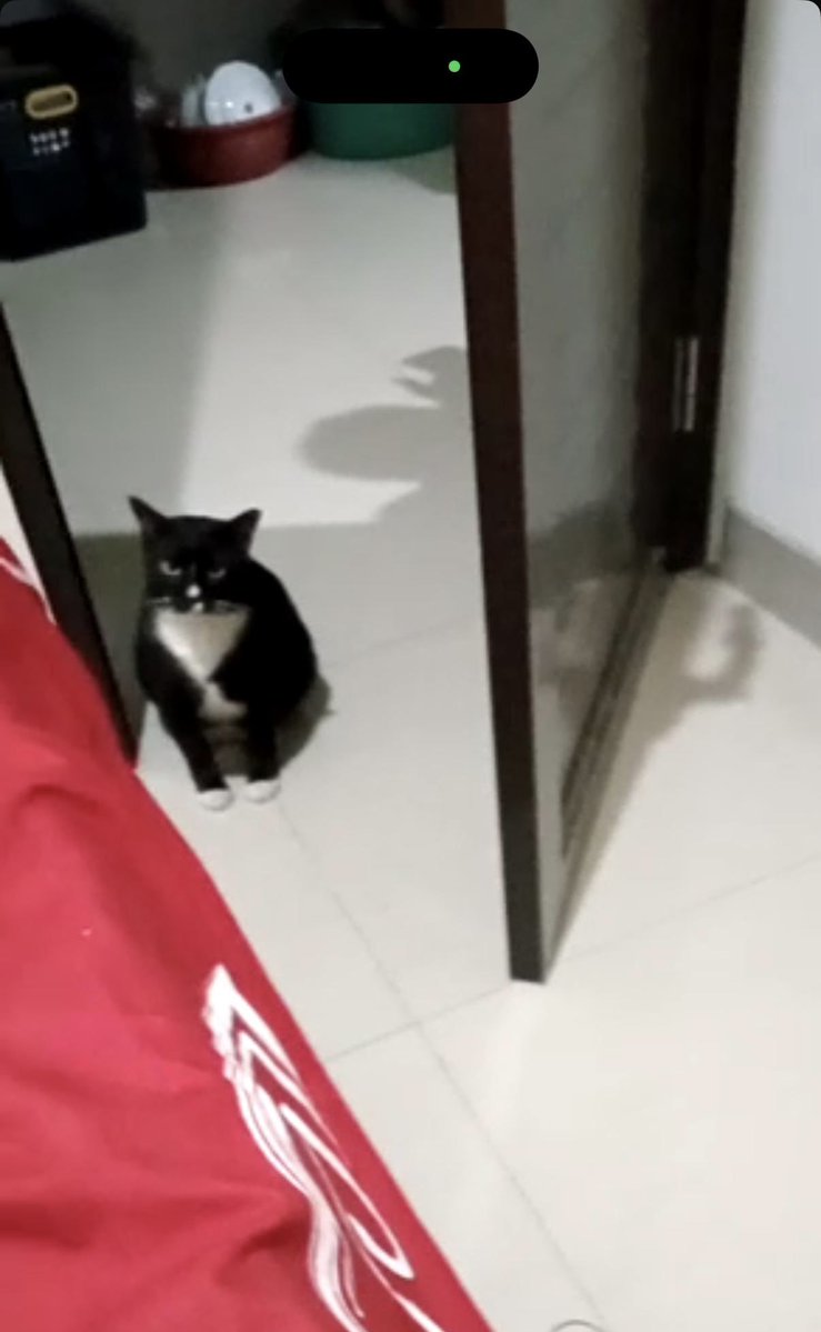 otsusam's tweet photo. @lovescil ikut kucing gw https://t.co/otdbGkNFhJ