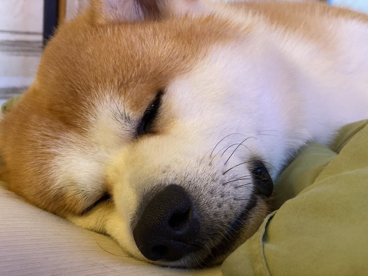 SHANKS85_'s tweet photo. おやすみなさい💤🌙 https://t.co/DJdgR6B5lD