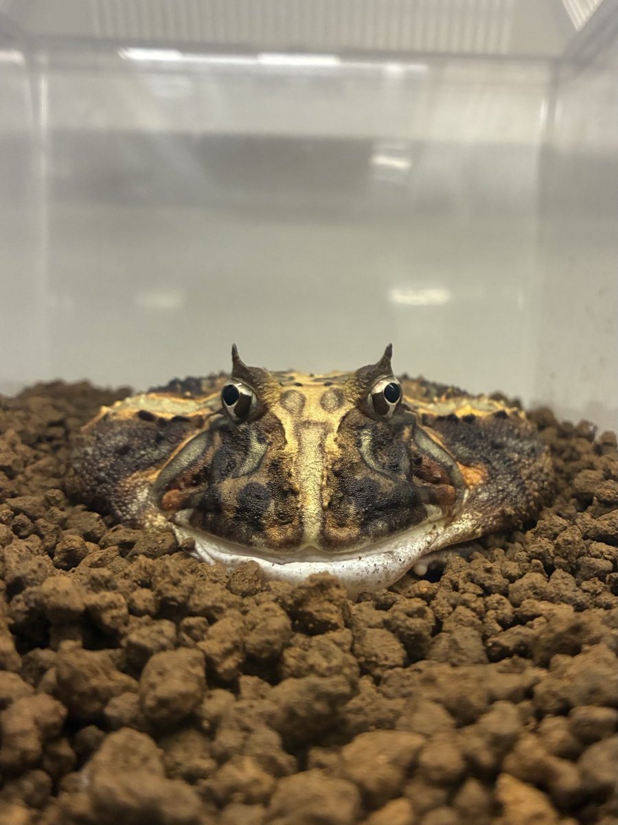 Horned_Froger's tweet photo. #ブラジルツノガエル https://t.co/9Eh23rqSqW