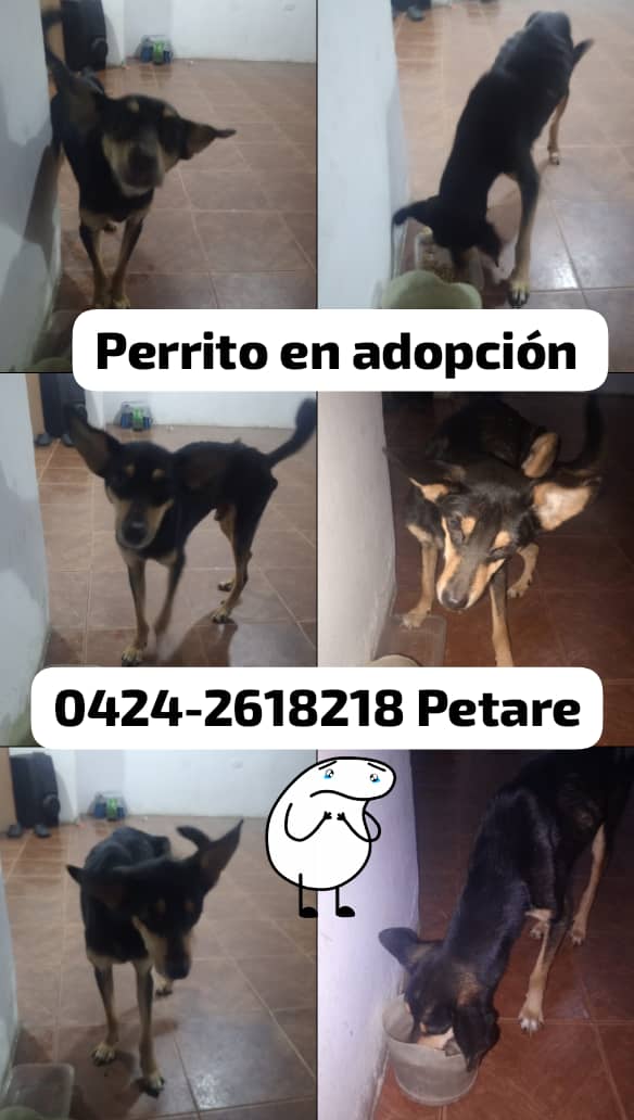 infinitoanimal2's tweet photo. 🆘📢EN ADOPCIÓN PINCHER EN CARACAS le buscan familia responsable y amorosa 💕Inf solo al número publicado RT @PerroUsuario @gracon27 @NuriTrejo https://t.co/ASBie4hwpw