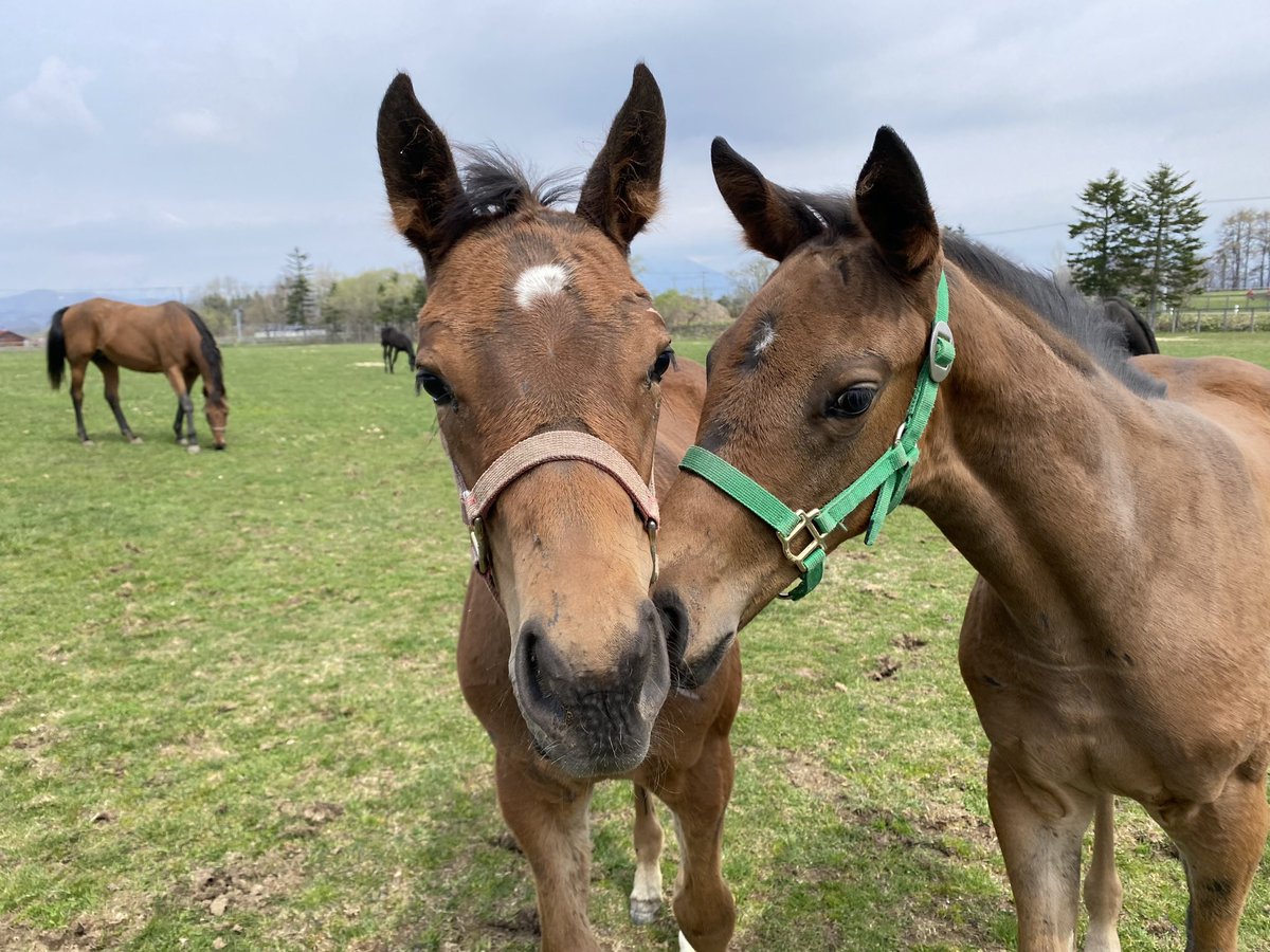 LakeVillaFarm tweet media