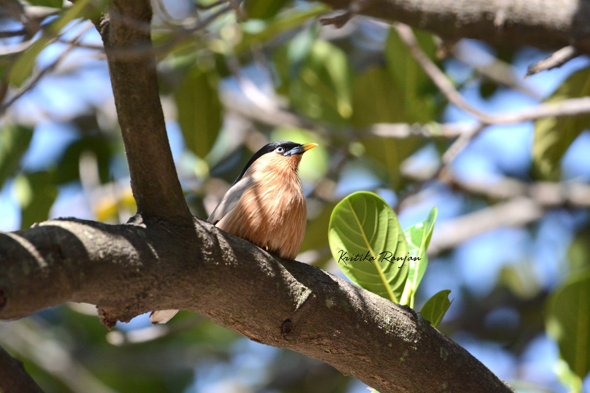 KritikaRanjan6's tweet photo. Brahminy Starling captured on a #birdwalk in beautiful Patkote.
@IndiAves @Theme_pic_India #birding #birdwatching #birdphotography #nature #naturephotography #TwitterNatureCommunity #Starling #birdsofindia #Uttarakhand #Patkote #Nikon https://t.co/Hhc5PTJyy7