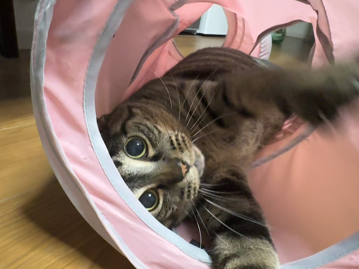 save_2133's tweet photo. (｢´･д･)｢ ｼｬｰ https://t.co/S6IBoscqcM