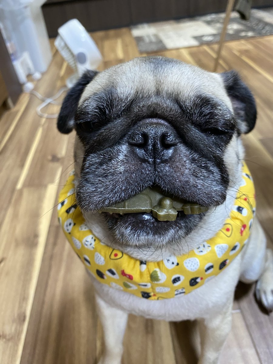 RobinsYoko's tweet photo. 小さいお姉ちゃんに遊ばれてます🤣 https://t.co/HLWlPVU5UB