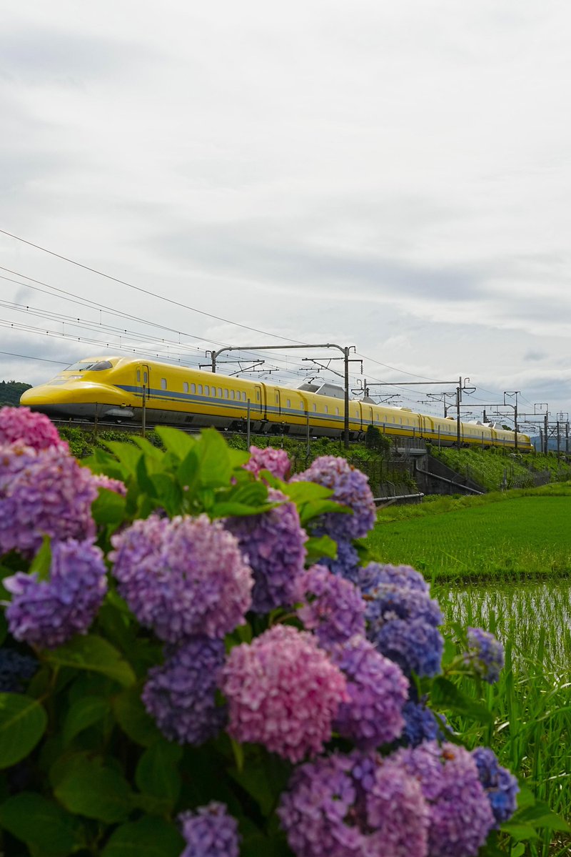 923Kiiro's tweet photo. ドクターイエロー撮影記録。
ここの紫陽花も年々小さくなってますねぇ。ドクターイエローとの共演もラストかな。2026.6.17📸 https://t.co/tcifPWMKNH