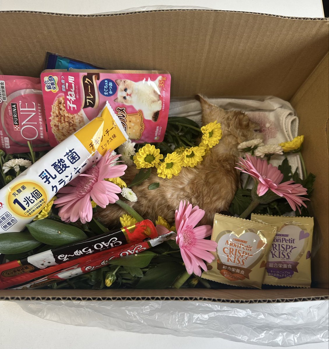 wyNXIfha5aOomqU's tweet photo. 小さな命を、置き去りにしないでください。
6月15日の早朝、家族から「道路に子猫が倒れている」と連絡があり、急いで向かいました。
そこには、小さな茶トラの男の子が、
雨にうたれて倒れていました。

おそらく車か自転車にぶつかり、頭を打ってしまったのだと思います。すでに体は硬くなっていました。

「もう少し早く気づいてあげられたら…」と、悔やまれてなりません。

昨日まではふわふわの体で、お母さん猫に甘えていたのかもしれない。そう思うと、一瞬で絶たれてしまった小さな命が不憫でなりません。

どうか、お願いです。
もし運転中に動物とぶつかってしまったら、どうか置き去りにせず、助けてあげてください。人間と同じ、たった一つの大切な命です。

冷たい雨の中、誰にも気づかれずに消えていく命がこれ以上増えないように。
一人でも多くのドライバーの目に留まり、意識が変わることを心から願っています。

#ロードキル
#悲しい命の連鎖を止める
#TNR活動