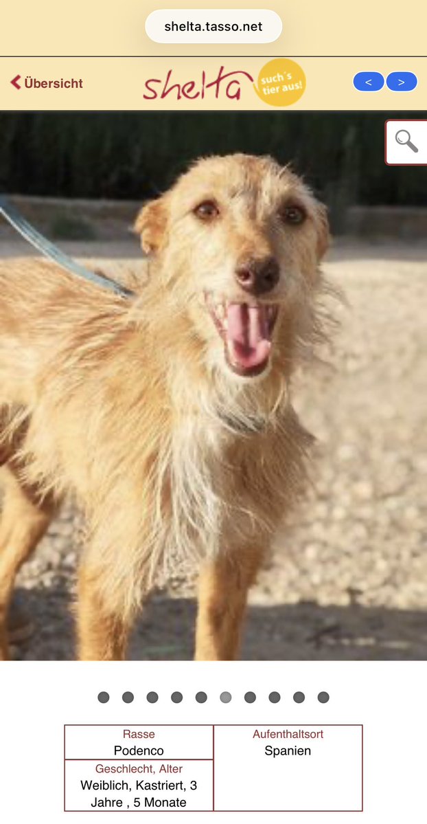 TinkerBell_just's tweet photo. Mag jemand diese Podenca adoptieren?

https://t.co/eQPTfaXJgm https://t.co/bWuKgUjBrU
