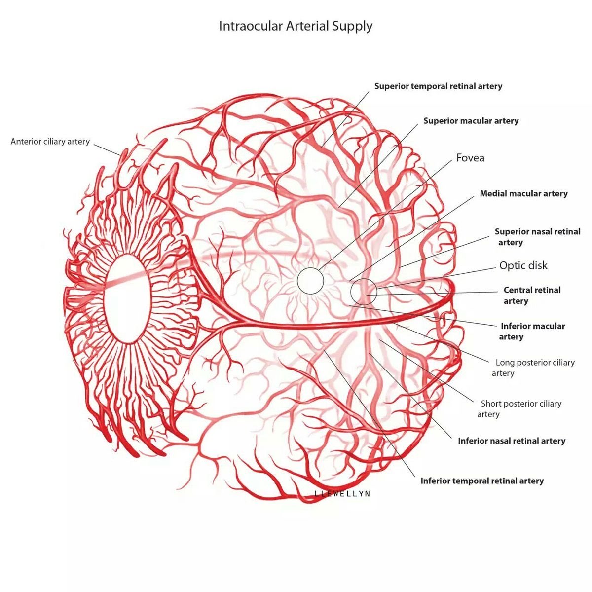 OGdukeneurosurg's tweet photo. Eye blood flow https://t.co/pHliKOoNkm