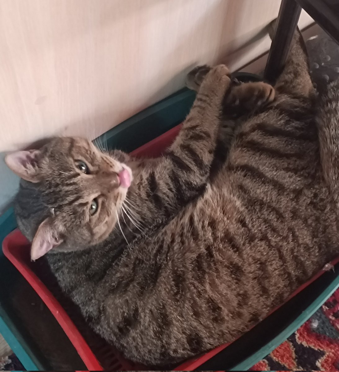 trobbleee's tweet photo. У этого наглеца нет ни единого места где можно было бы полежать, приходится ютиться в контейнерах😔 https://t.co/DevWUwcgwh