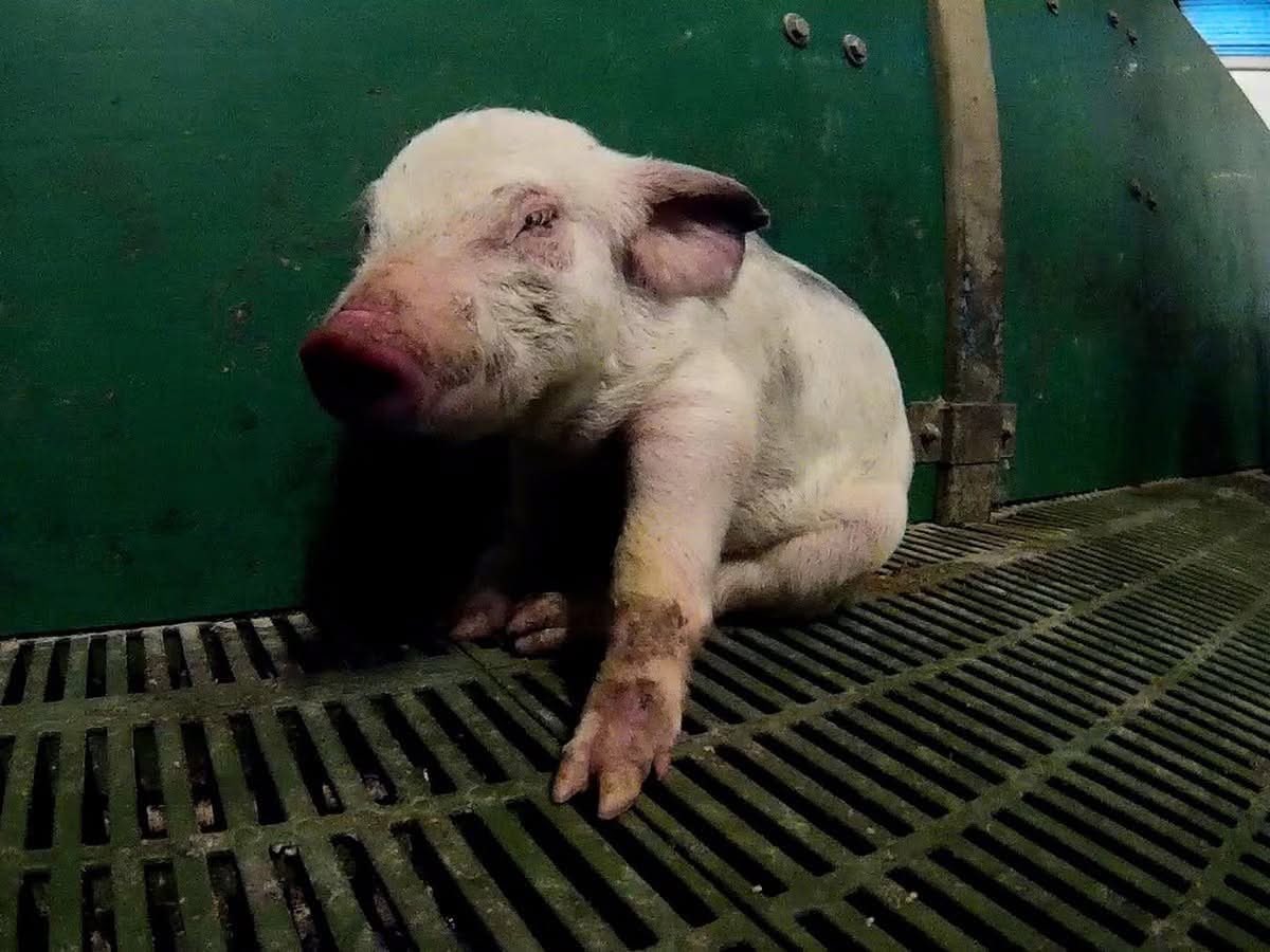 ShortnBluntTho's tweet photo. “Because we have viewed other animals through the myopic lens of our self-importance, we have misperceived who and what they are. Because we have repeated our ignorance, one to the other, we have mistaken it for knowledge.”
― Tom Regan https://t.co/kh4EiOyp0Z