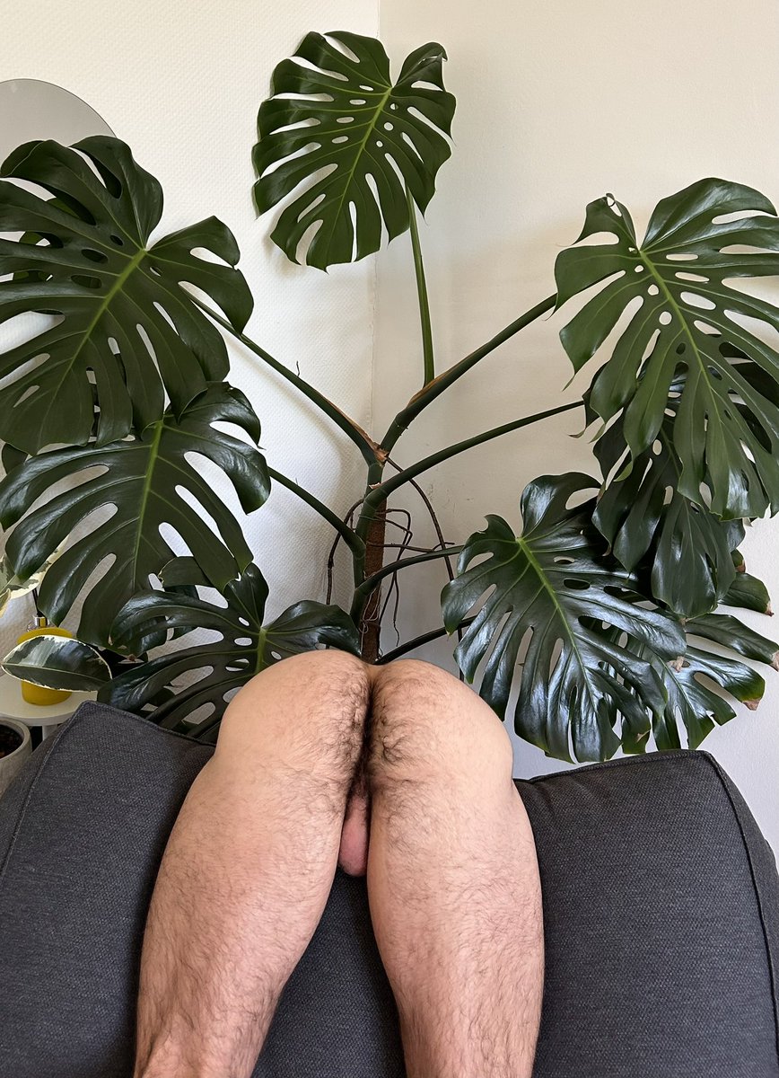 cleo__xxx's tweet photo. my monstera is getting so big!! 👀 https://t.co/Q8msmjobrU