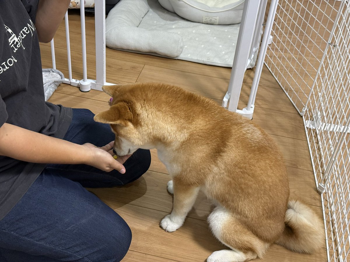 sin819camp's tweet photo. 「なにこれ！？うめぇ！🌽🍦」
柴イッヌ、人間の食べ物が美味しい事に気づいてしまう（コーン・ヨーグルト）

なお果物と野菜（葉物）はペッペッと嫌がる模様🥦 https://t.co/hHZxxWvG9k
