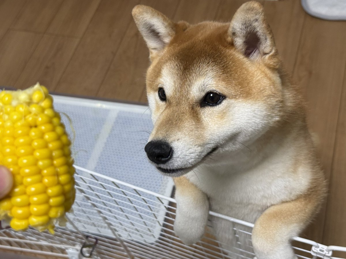 sin819camp's tweet photo. 「なにこれ！？うめぇ！🌽🍦」
柴イッヌ、人間の食べ物が美味しい事に気づいてしまう（コーン・ヨーグルト）

なお果物と野菜（葉物）はペッペッと嫌がる模様🥦 https://t.co/hHZxxWvG9k