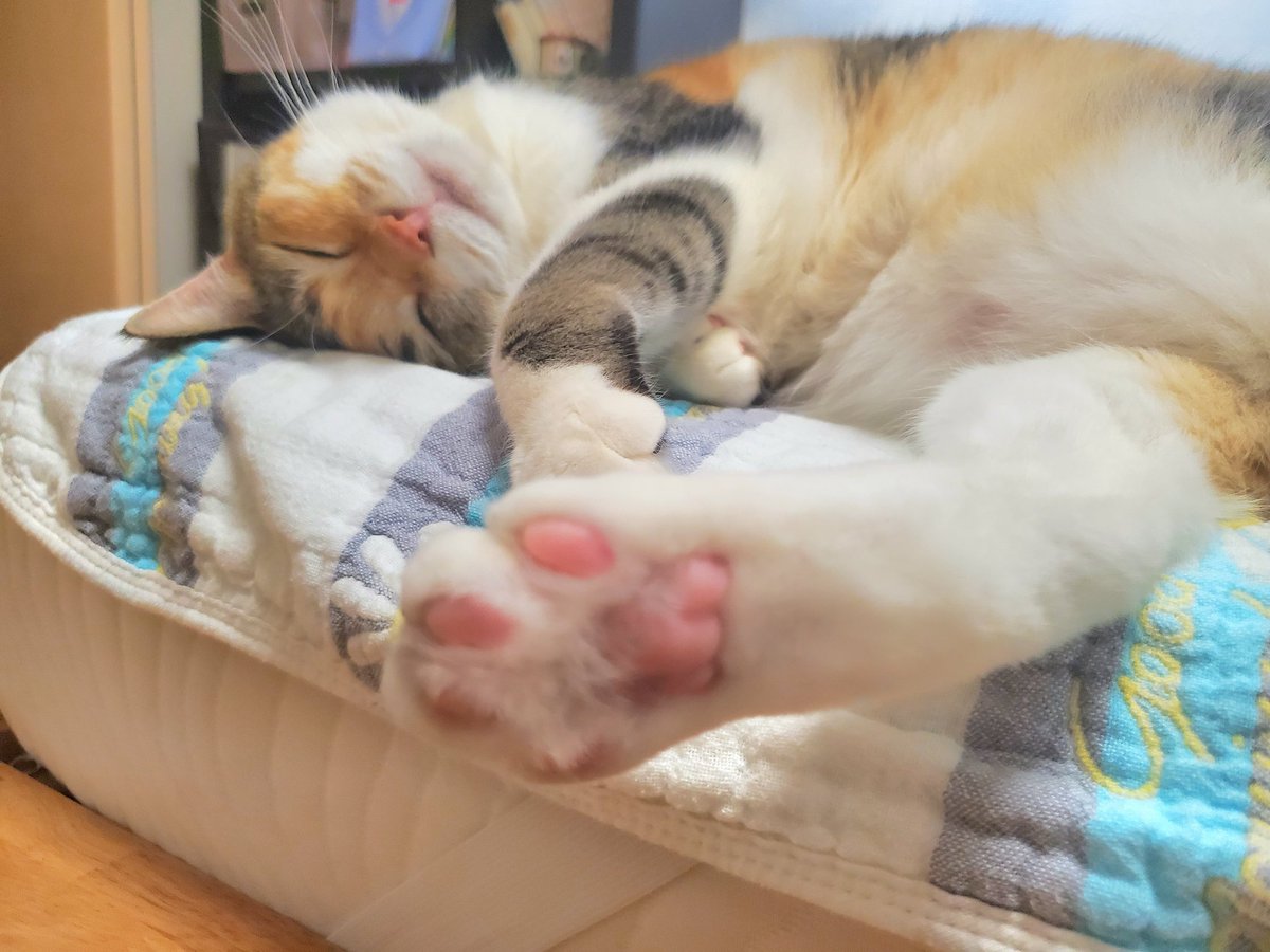 mamusan11's tweet photo. #猫
#猫かわいい

今日のお昼寝まとさん🐱

ピンクの肉球可愛い💕🐾 https://t.co/44VRPIkNGg