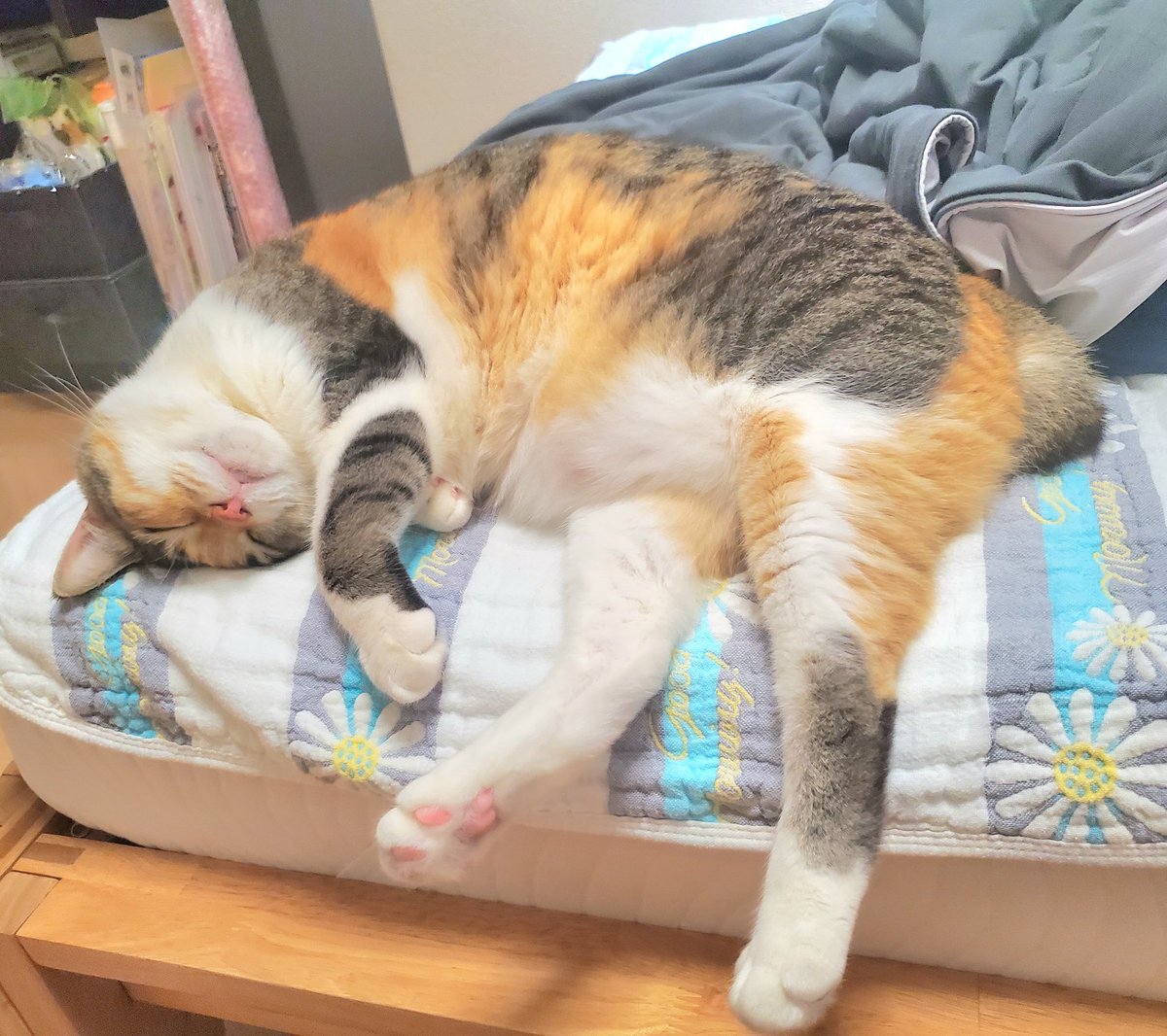 mamusan11's tweet photo. #猫
#猫かわいい

今日のお昼寝まとさん🐱

ピンクの肉球可愛い💕🐾 https://t.co/44VRPIkNGg