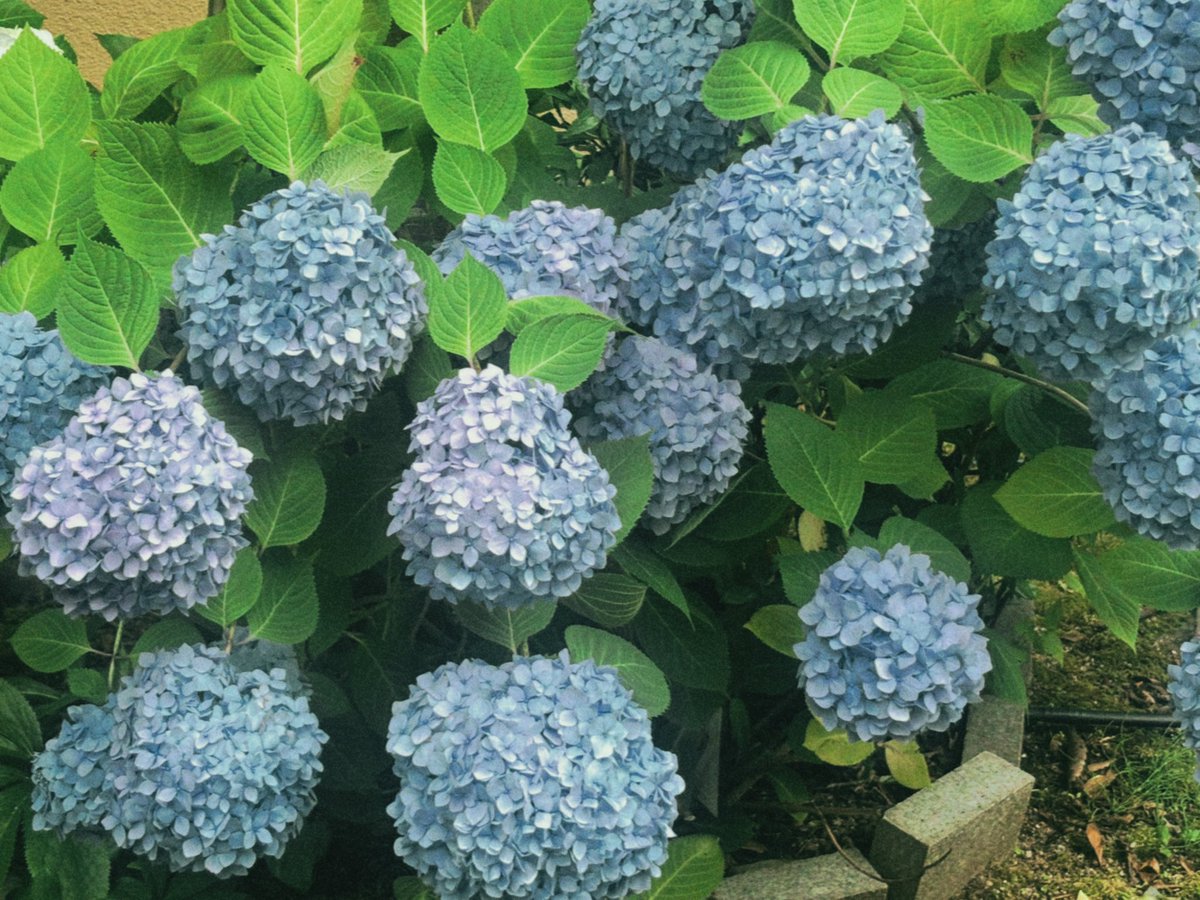 ensandeth's tweet photo. 紫陽花の季節ですねー✮*｡ﾟ https://t.co/fKbuWhEMSK