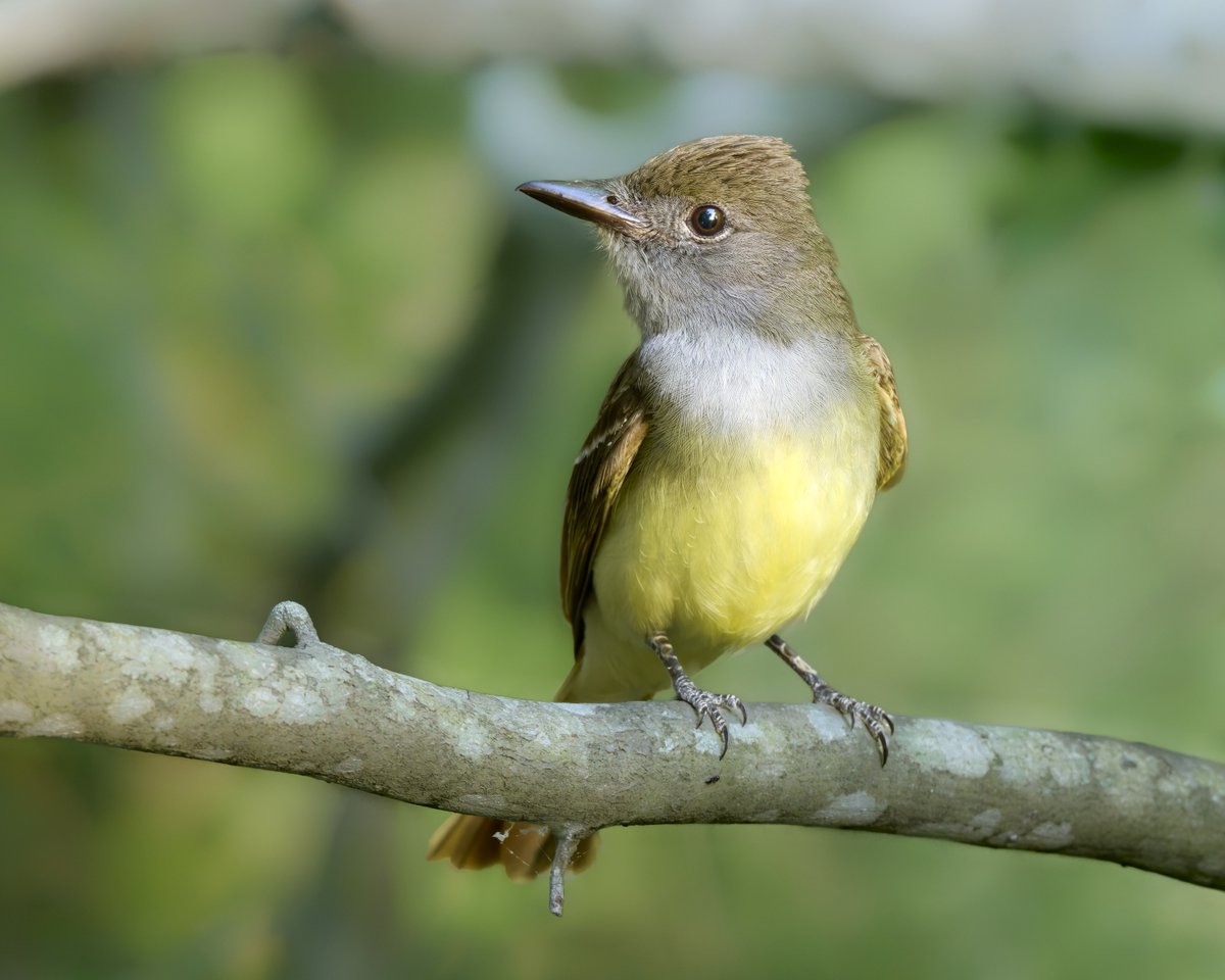corbyamosphoto1's tweet photo. Eye level pic of this beauty doesn’t happen often. Glad to be there to take advantage of it. Great-crested Flycatcher. https://t.co/qliUNIP5Tn
