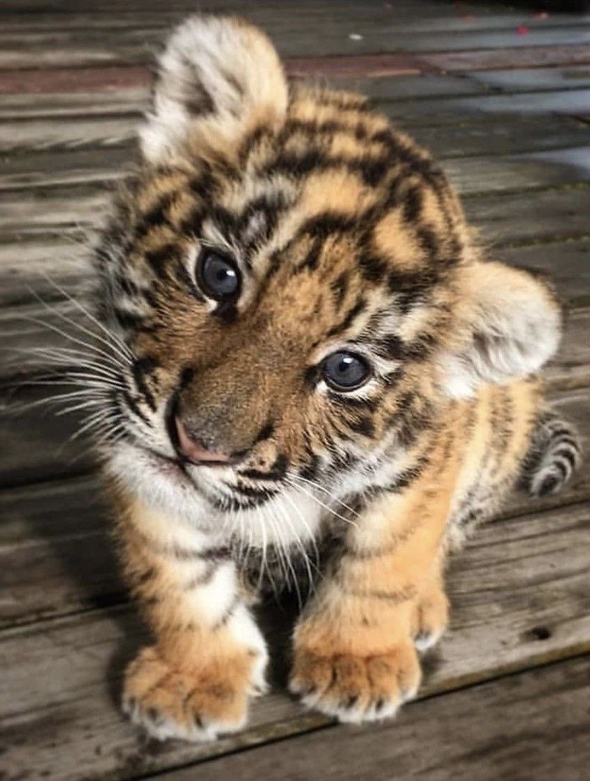 Tigress tweet media