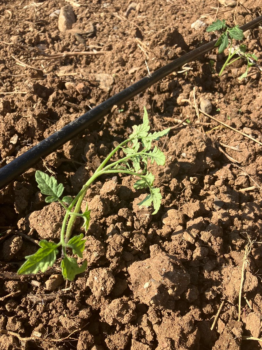 TabiplerTarim's tweet photo. Kırsalın görünmeyen yüzü çok zor. 

Ama biz sözümüzde durduk sahne toprak ananın. https://t.co/2dohhXd8sZ