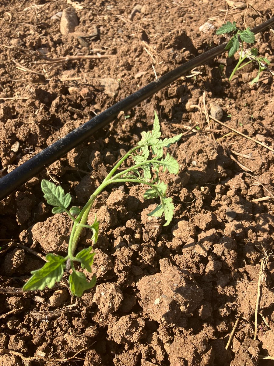 TabiplerTarim's tweet photo. Kırsalın görünmeyen yüzü çok zor. 

Ama biz sözümüzde durduk sahne toprak ananın. https://t.co/2dohhXd8sZ
