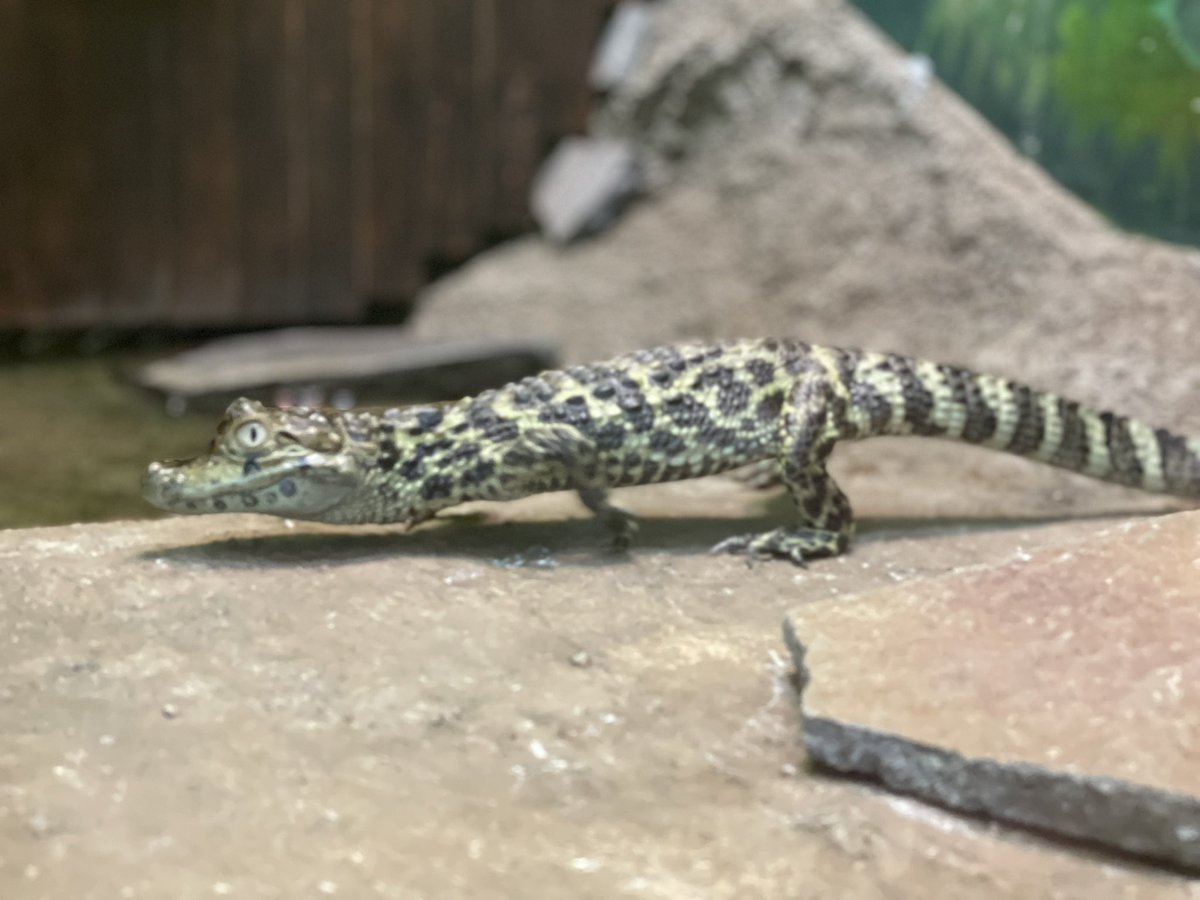 wanisuki0802's tweet photo. 今日は #世界ワニの日 🐊現在26種のワニが存在します。その中でもいくつかの種かが絶滅の危機に脅かされています。多くの人にワニの魅力が伝われば嬉しいなと思ってます🐊 https://t.co/x0277KjlAy