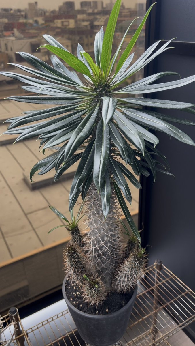 SC430GP's tweet photo. トゲだらけの幹から美しすぎる葉っぱが生える植物がヤバい…自宅のベランダや窓際をインダストリアルな空間に変えてくれる、マダガスカル原産の塊根植物「パキポディウム
#パキポディウム #ラメレイ #亜阿相界 #多肉植物

https://t.co/ABN589YpID

 #塊根植物  https://t.co/hWFfGrwEzC @YouTubeより https://t.co/r7aIzMC3dD