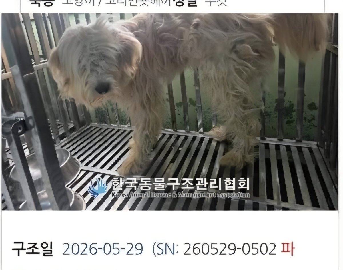 gimdaon1's tweet photo. 할머니집 강아지였던 삽살개 삼순이
당시는 어려서 해줄수있는게 없었다..내 생일선물로 삼순이 병원데리고 가자는 말도 들어주지않던 어른들ㅜ 그 무지함속에서 늘 외로웠던아이ㅜ 삼순이랑 너무 닮은 삽살개 믹스추정 구조할 능력이없어 너무 허탈하고 미안해진다ㅜㅜ 제발 좋은가족이 나타나주길🙏 https://t.co/O7gS5bC9uO