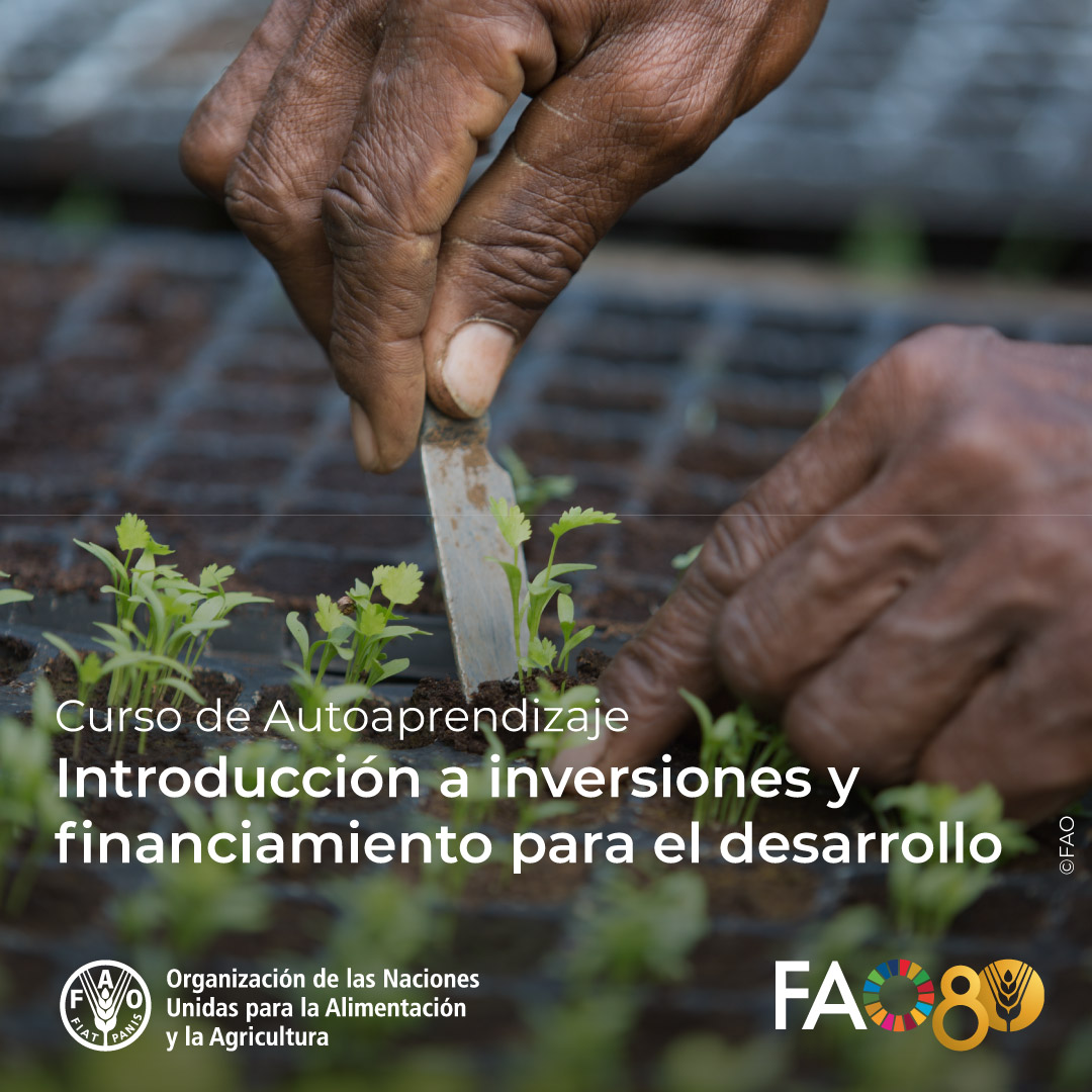 FAOCampus's tweet photo. 🎓¡Curso GRATUITO de @FAOCampus! 

📈💰Introducción a #Inversiones y #Financiamiento para el #Desarrollo

¡Inscríbete ahora! ➡️ https://t.co/ctsyi7T9iI https://t.co/tDdV5kvcfk
