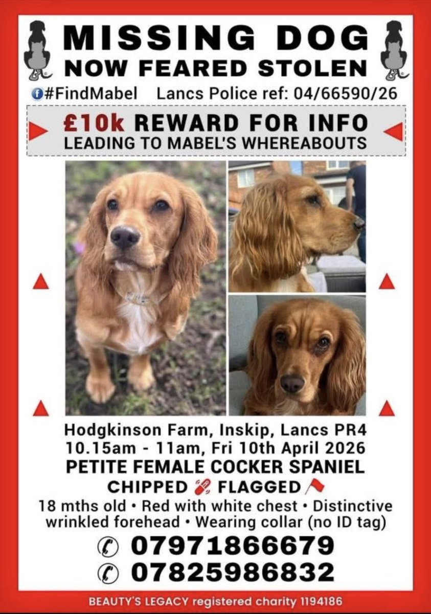 rosieDoc2's tweet photo. #SpanielHour 
MABEL missing 10/4/26 
✨the last day she was walked by her family 
✨the last day she was hugged 
She walked out with not a care in the world - who took her? Where is she? 
Her mum has cried more tears since then than in a lifetime 
✨10K REWARD FOR INFO https://t.co/K2UOdLQ8xY