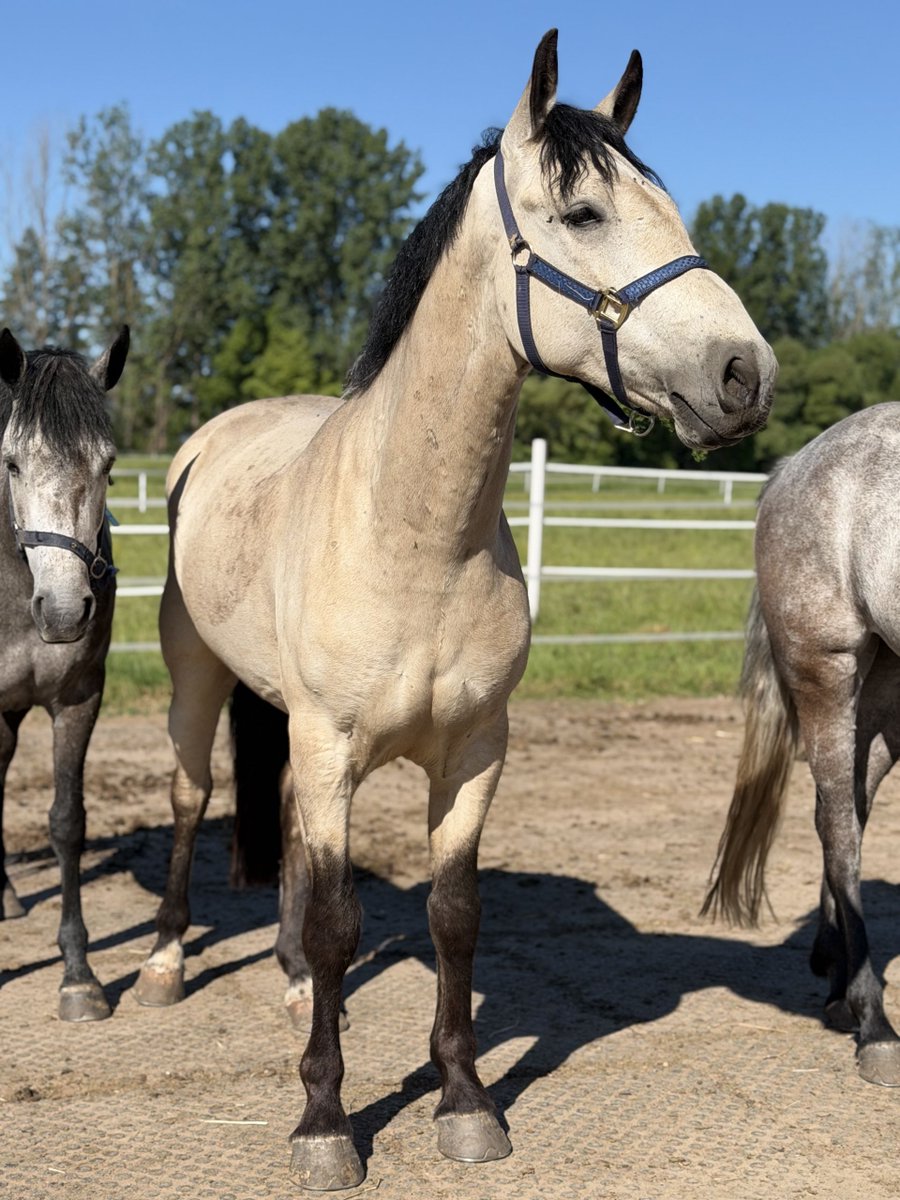 ehorses_com's tweet photo. Exceptional Dun Connemara Gelding 🐎—gentle nature and perfect for thrilling rides! 🌟
🔗 https://t.co/6j7FQw4860
#ehorses #connemara #showjumpers #gelding #dun #horselove #horse #horses #horselover #foundonehorses https://t.co/w0tb9Xw3ZW