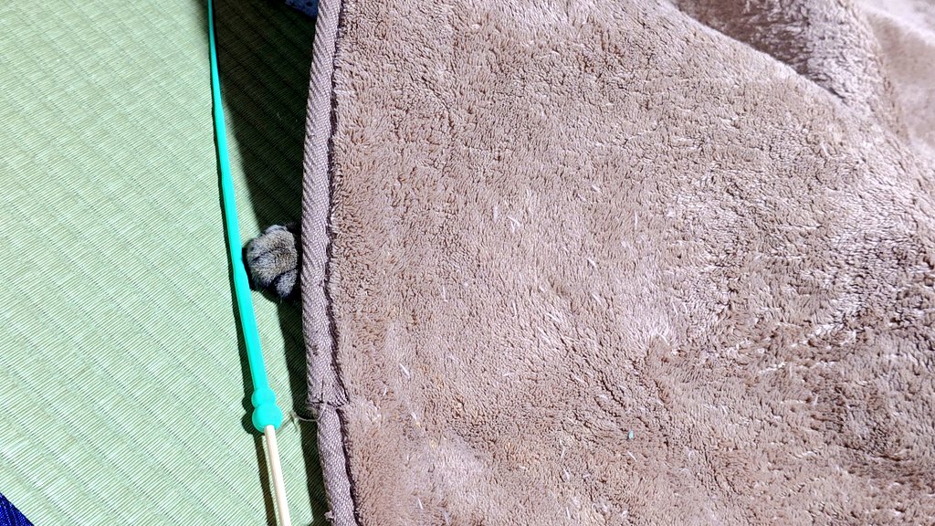 MioMorikawa's tweet photo. 今日のコトラ https://t.co/tj7m1niYBQ