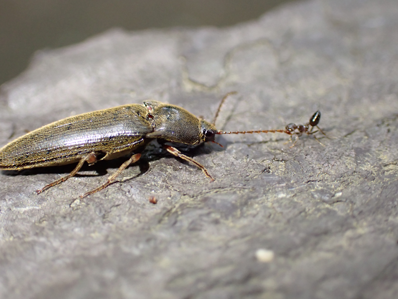 NatureField's tweet photo. コメツキムシとハリブトシリアゲアリの綱引き、小さなアリが優勢に見えたけど、最後はコメツキの勝利かな？それにしてもアリのパワーは凄い https://t.co/VOOdqR5Am2