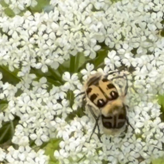 NorwaySkandin's tweet photo. #insects #Insekten #bug #Käfer #Natur #nature #Garten #garden #Sommer #summer

1/ Fotos: Das habe ich lange nicht mehr gesehen, zwei #Pinselkäfer, Gattung #Trichius  sitzen auf #Blüten von Giersch. 
Fotos leider unscharf. https://t.co/RrlwQ38tM2
