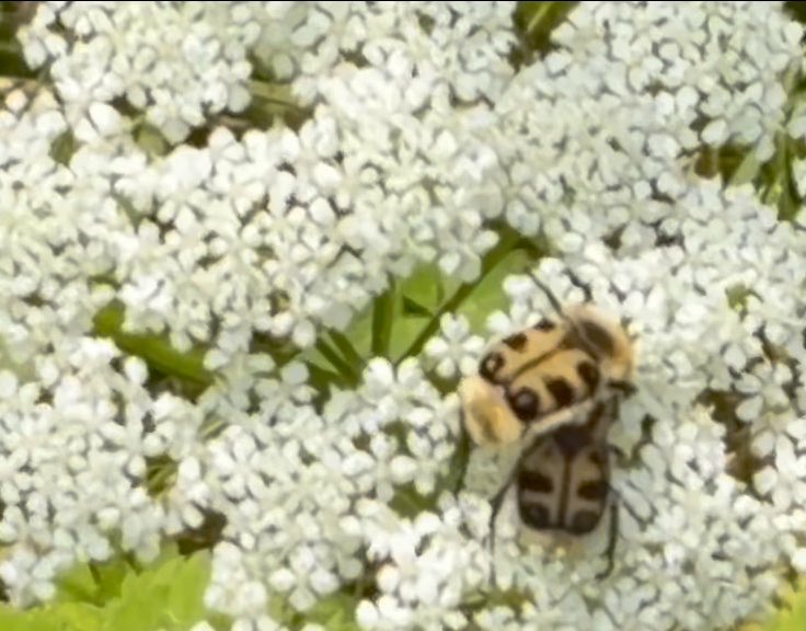 NorwaySkandin's tweet photo. #insects #Insekten #bug #Käfer #Natur #nature #Garten #garden #Sommer #summer

1/ Fotos: Das habe ich lange nicht mehr gesehen, zwei #Pinselkäfer, Gattung #Trichius  sitzen auf #Blüten von Giersch. 
Fotos leider unscharf. https://t.co/RrlwQ38tM2