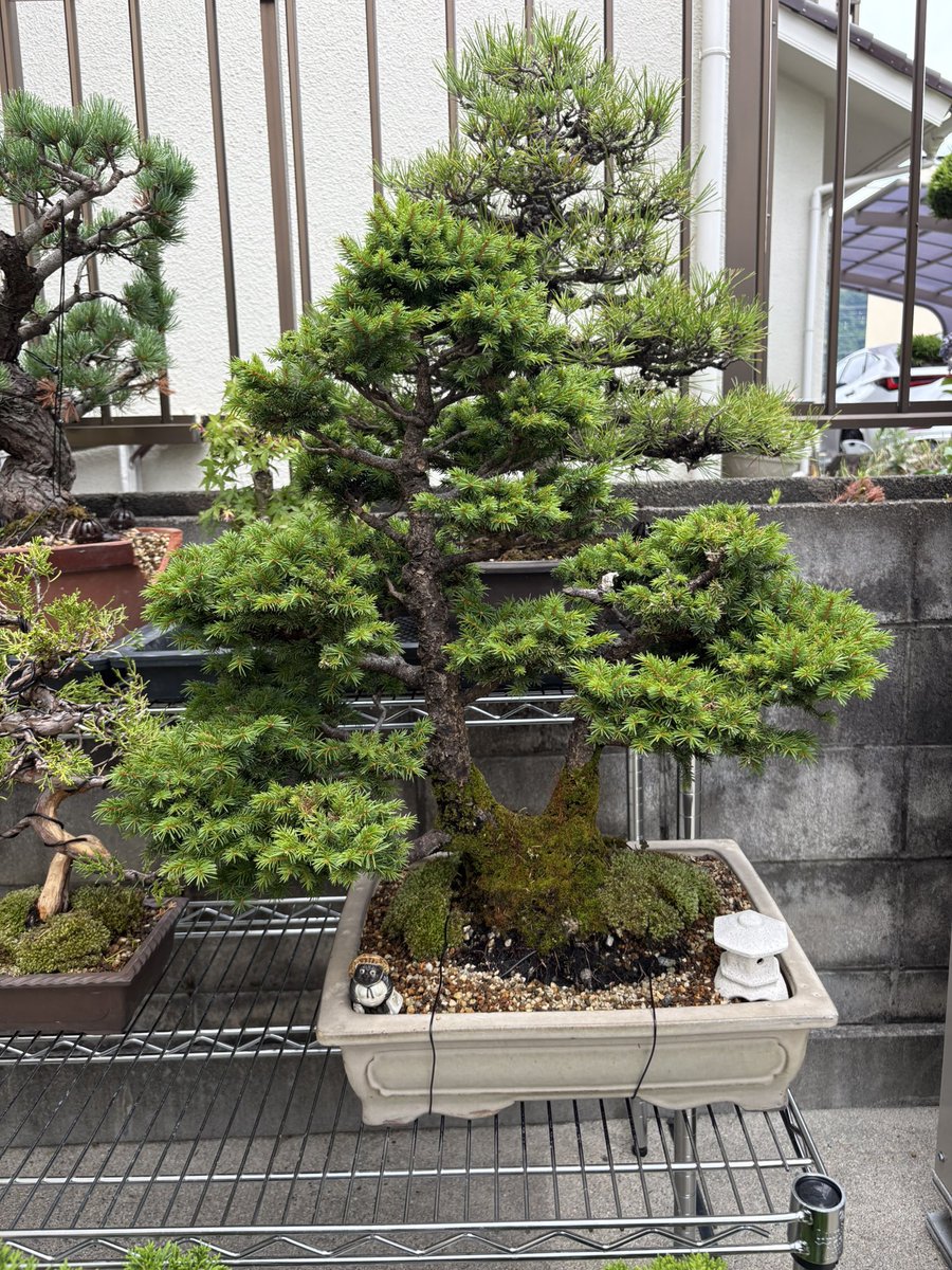 sabori5963's tweet photo. 白芽八房蝦夷松
夏からしてしまいそ〜ヒェー。対策しないとなぁ
#盆栽　#BONSAI #エゾ松 https://t.co/muv3vJnwoV