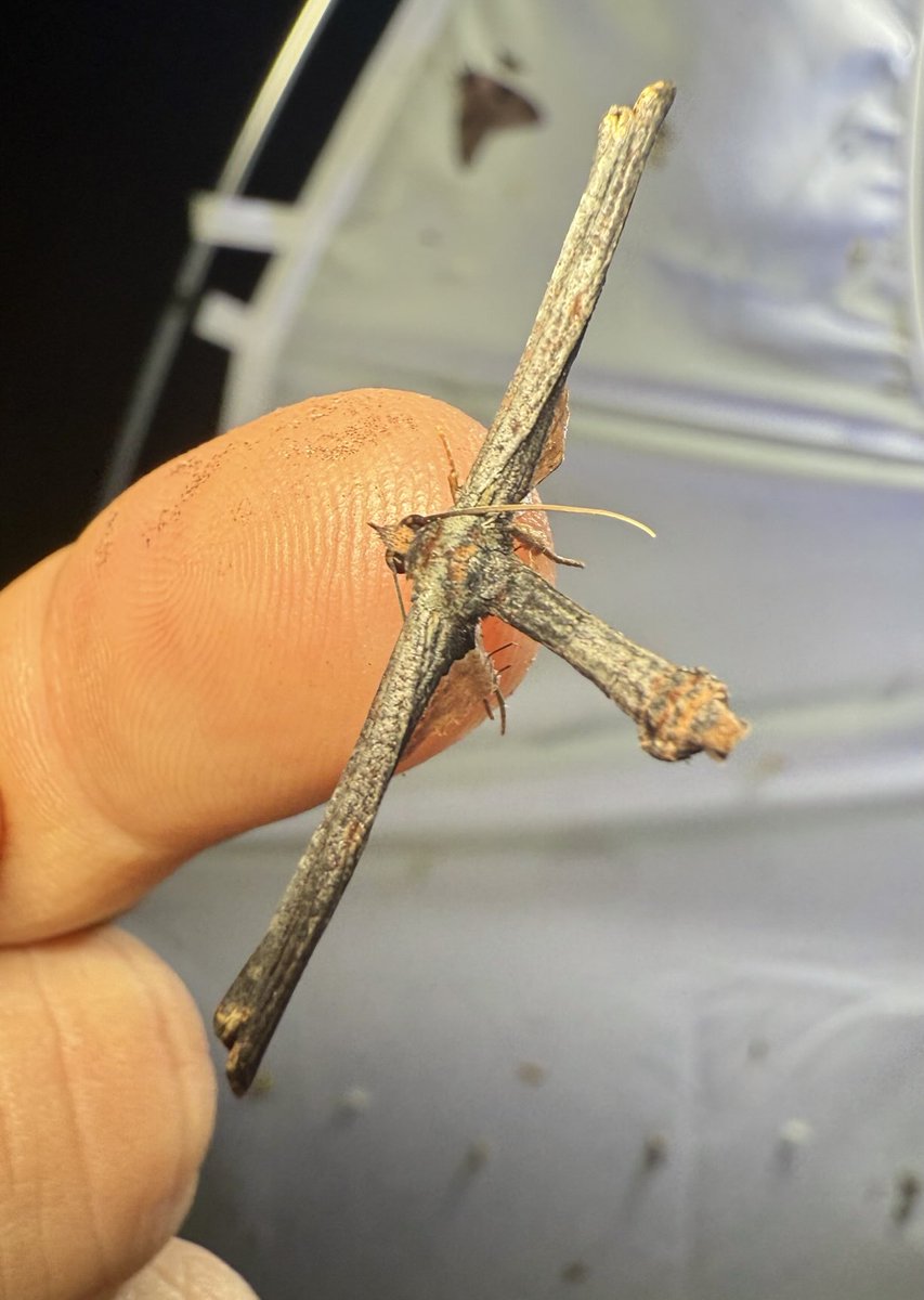nvolpewild's tweet photo. Another WEIRD-SHAPED MOTH!!! 😅 https://t.co/8UxBT8w3k5