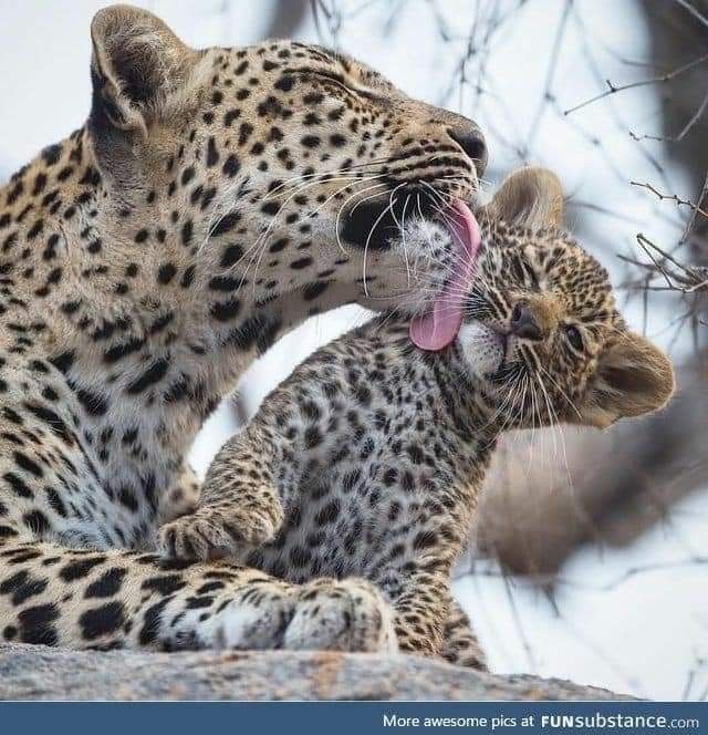NatureAnimalw's tweet photo. https://t.co/20BbkLkxCp