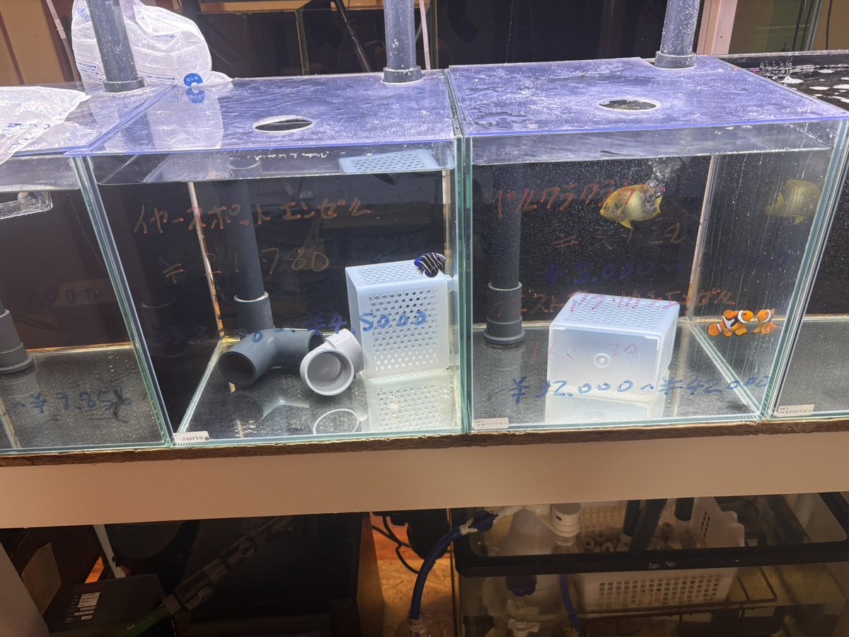 irucorals's tweet photo. 戻ったらフレンチ値段つけられてました💦 https://t.co/U51v1ESAak