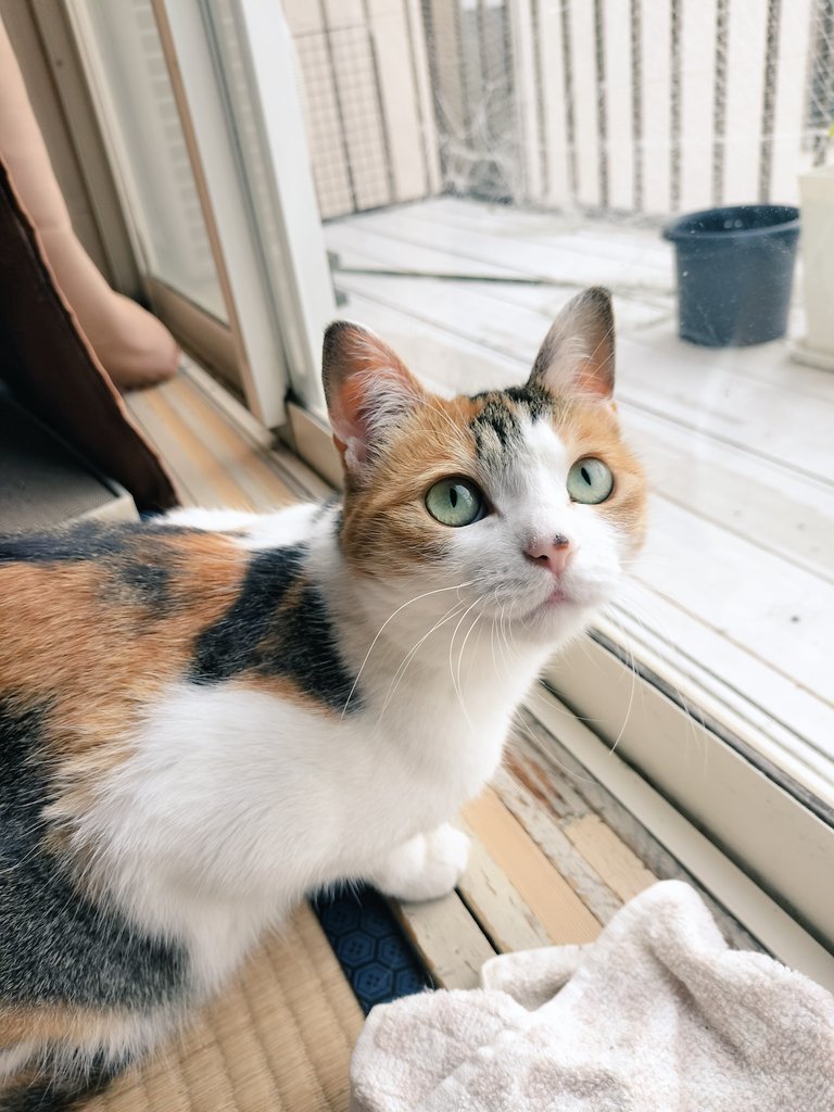 mikenekolala's tweet photo. きょうもいちにちふぁいとしたね！
おつかれさま！
にねんまえのきょうのらら！ https://t.co/bQVM7Fcweb