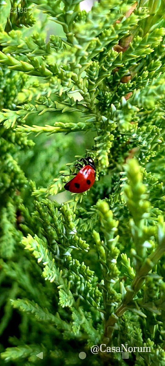 casanorum's tweet photo. Tiny moments, big magic.

#Ladybug #MacroPhotography #NatureShot #CloseUp #GreenVibes #TinyWorld https://t.co/bCq34a0MDT