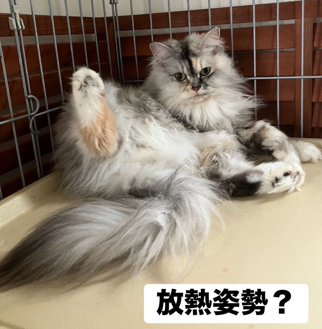 猫カフェ猫茶家☆日曜のみ営業 (@nekochaya) / Posts / X