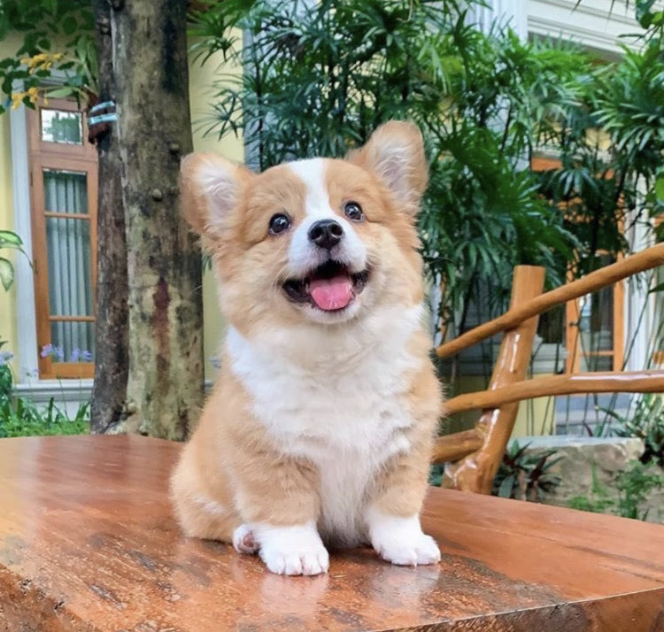 venta_personali's tweet photo. コーギーって
ほんとにかわいいよね https://t.co/YRxBUtIo08