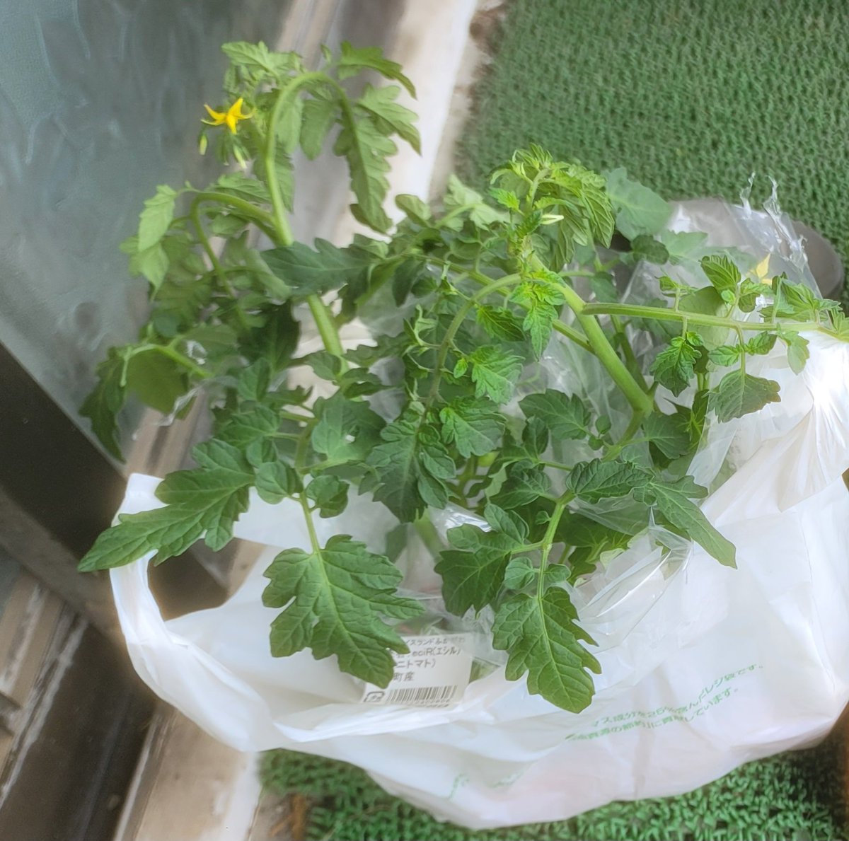 hidemanacube's tweet photo. 🍅🍅🍅🍅🍅🍅🍅🍅🍅
(2026/05/11)
購入したミニトマト

植えたのは
(2026/05/13)
  
それから  約１ヶ月

(2026/06/17)
第3花房  まで 花咲いて
実も ついてきた？ 

一番下の  
トマトは 少し 赤くなってきた

土から テッペンまで 60cm超えたはず🤔 https://t.co/Bdp43zgnV3