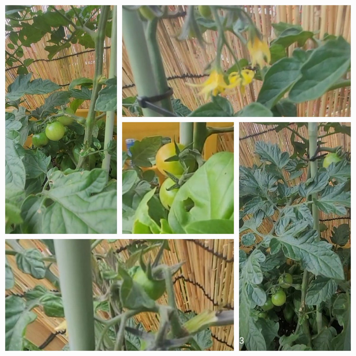 hidemanacube's tweet photo. 🍅🍅🍅🍅🍅🍅🍅🍅🍅
(2026/05/11)
購入したミニトマト

植えたのは
(2026/05/13)
  
それから  約１ヶ月

(2026/06/17)
第3花房  まで 花咲いて
実も ついてきた？ 

一番下の  
トマトは 少し 赤くなってきた

土から テッペンまで 60cm超えたはず🤔 https://t.co/Bdp43zgnV3