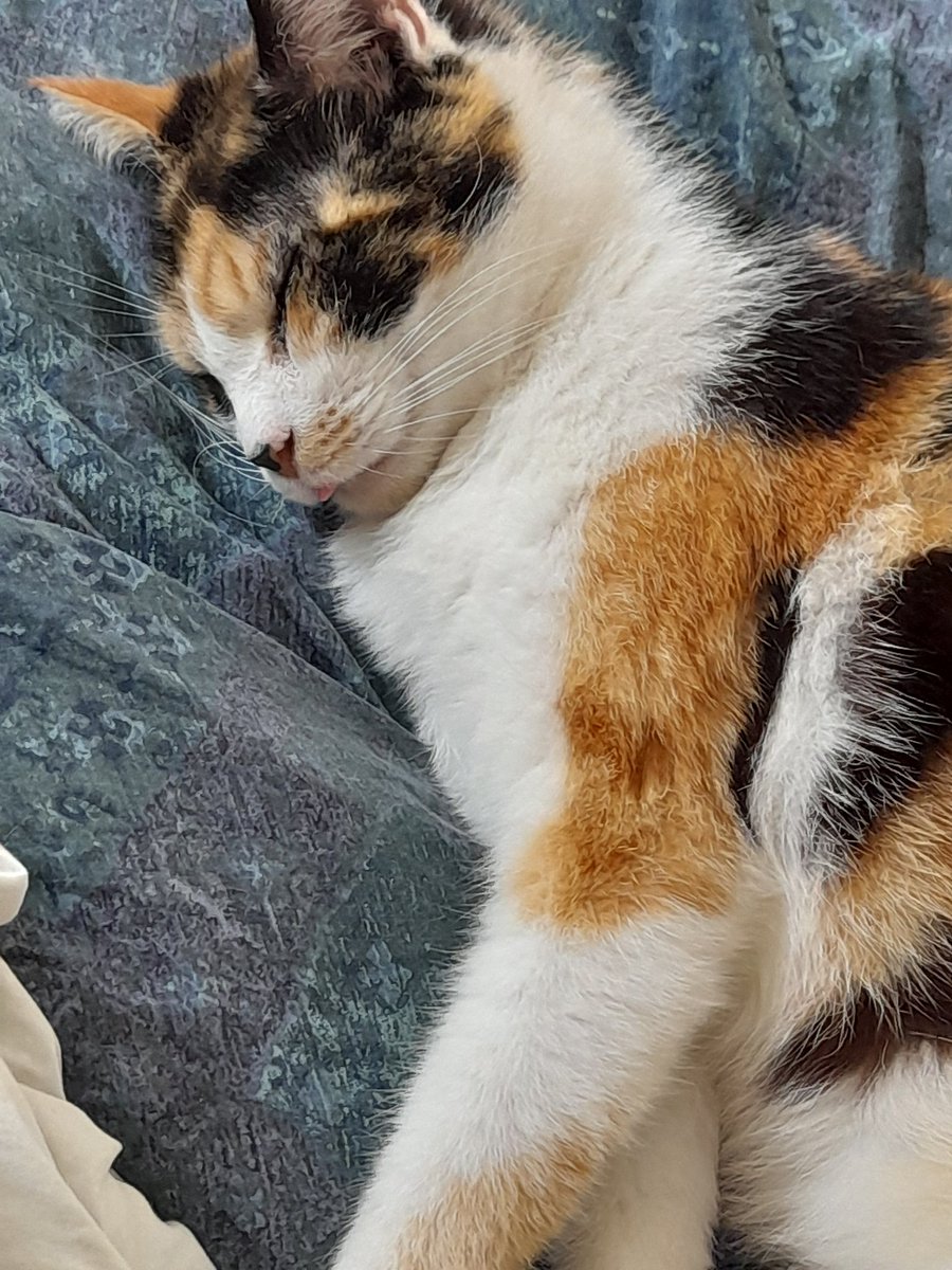 LAquaboniste's tweet photo. Quand je suis parti, elle tapait sa meilleure sieste, avec un petit bout de langue rose dehors https://t.co/vCpxf8ovus