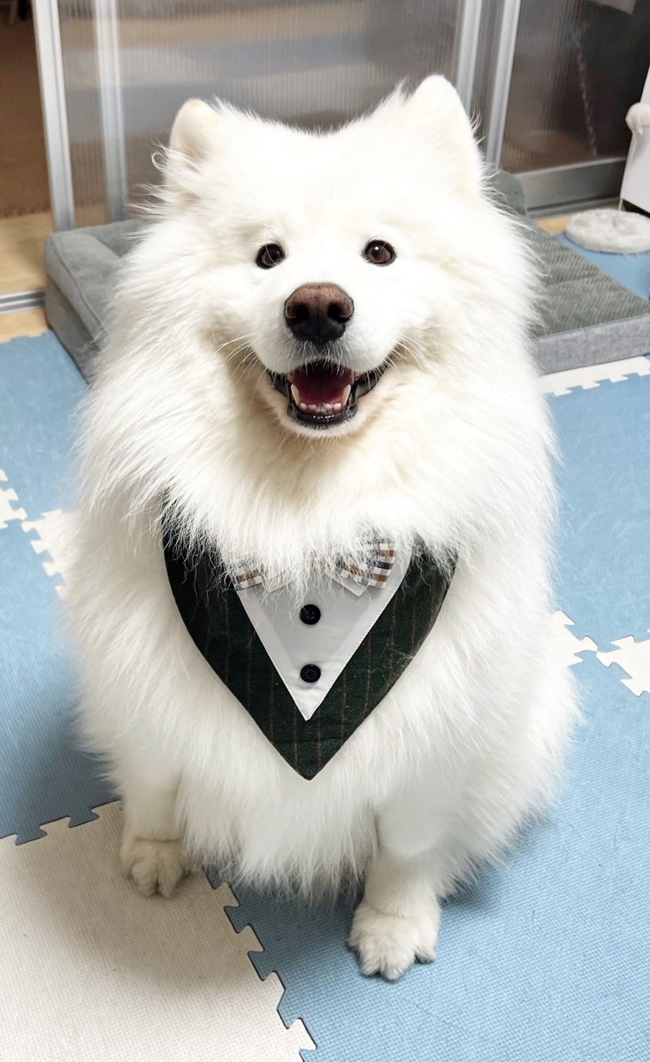 samoyed_dazs's tweet photo. うちのお坊ちゃまサモエド https://t.co/c7jbNR6QJY